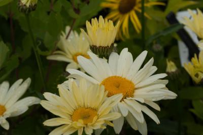 Leucanthemum 'Goldfinch' (7442_0.jpg)