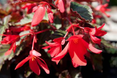 Begonia boliviensis 'Million Kisses Amour' (7455_1.jpg)