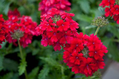 Verbena 'Aztec Dark Red' (7465_0.jpg)