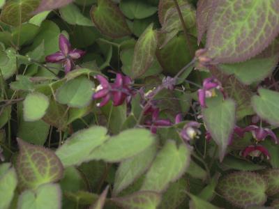 Epimedium x rubrum (7474_0.jpg)