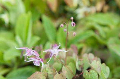 Epimedium grandiflorum 'Chris Norton' (7564_0.jpg)