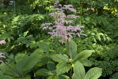 Rodgersia pinnata 'Elegans' (756_0.jpg)