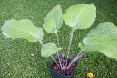 Hosta 'Dragon's Eye' (7597_1.jpg)