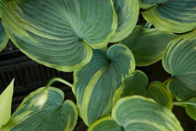 Hosta 'Earth Angel' (7598_0.jpg)