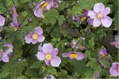 Anemone 'Hadspen Abundance' (75_0.jpg)