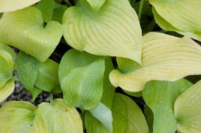 Hosta 'Prairie Moon' (7604_0.jpg)