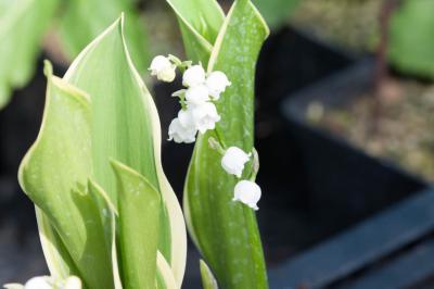 Convallaria majalis 'Silberconfolis' (7620_1.jpg)