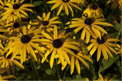 Rudbeckia fulgida 'Goldsturm' (765_0.jpg)