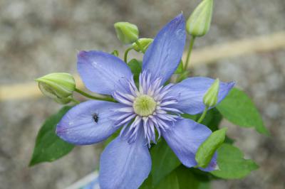 Clematis 'Blue Light' (7664_0.jpg)