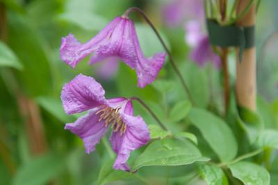 Clematis 'Heather Herschell' (7667_0.jpg)