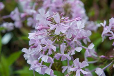 Phlox 'Pinkie' (7687_0.jpg)