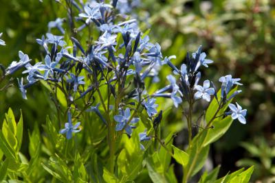 Amsonia 'Blue Ice' (7689_0.jpg)