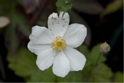 Anemone 'Honorine Jobert' (76_0.jpg)