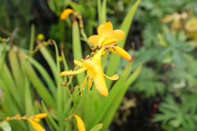 Crocosmia 'John Boots' (7732_0.jpg)