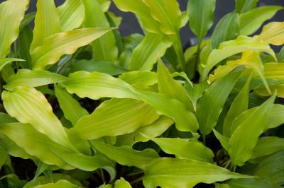 Hosta 'Frisian Pride' (7736_0.jpg)