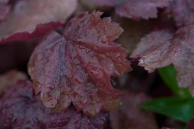 Heuchera 'Beaujolais' (7738_0.jpg)