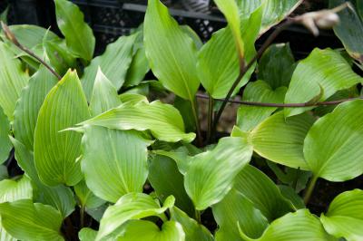 Hosta 'Red Dragon' (7739_0.jpg)