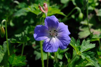 Geranium 'Azure Rush' (7754_1.jpg)