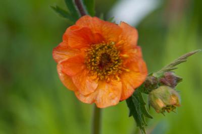 Geum 'Totally Tangerine' (7757_0.jpg)