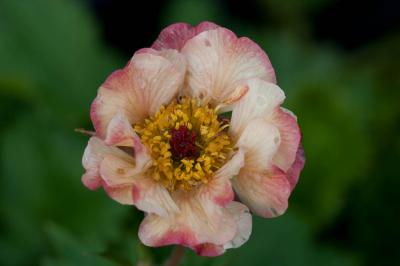 Geum 'Cosmopolitan' (7759_1.jpg)