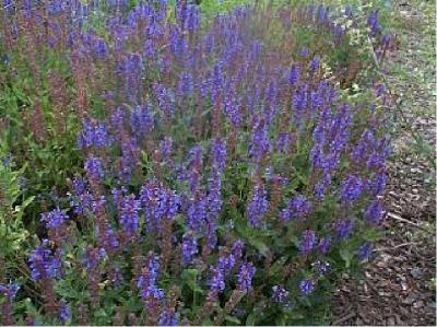 Salvia nemorosa 'Blauhügel' (776_0.jpg)