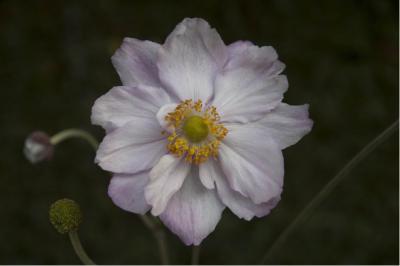 Anemone 'Königin Charlotte' (77_0.jpg)