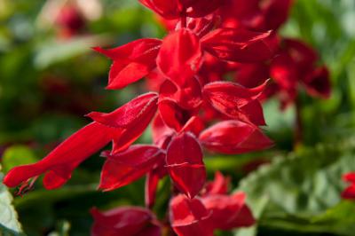 Salvia 'Go Go Scarlet' (7804_0.jpg)