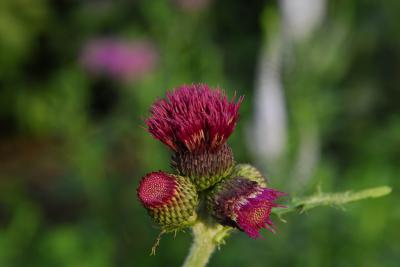 Cirsium rivulare 'Atropurpureum' (7830_0.jpg)