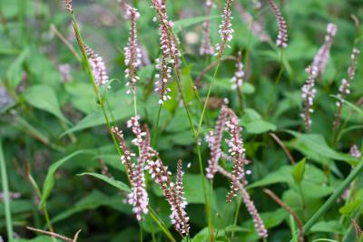 Persicaria amplexicaulis 'Serpentine' (7870_0.jpg)