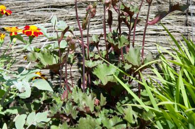 Ligularia 'Osiris Noir' (7888_1.jpg)