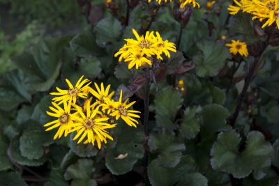 Ligularia dentata 'Britt-Marie Crawford' (7907_0.jpg)