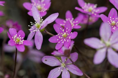 Hepatica nobilis 'Woodside Red' (7942_0.jpg)