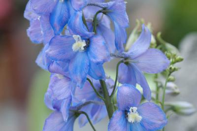 Delphinium 'Sommerwind' (7950_0.jpg)