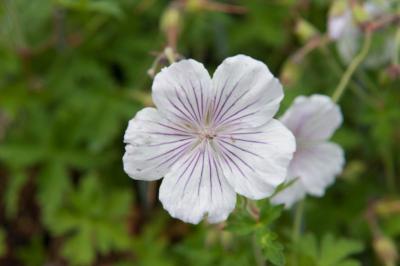 Geranium himalayense 'Derrick Cook' (7974_0.jpg)