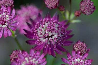 Astrantia major 'Hadspen Best' (7983_0.jpg)