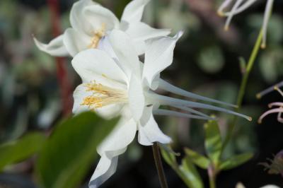 Aquilegia 'Silver Queen' (7989_0.jpg)