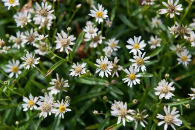 Aster rugulosus 'Asrugo' (7990_0.jpg)