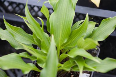 Hosta 'Tongue Twister' (7995_0.jpg)