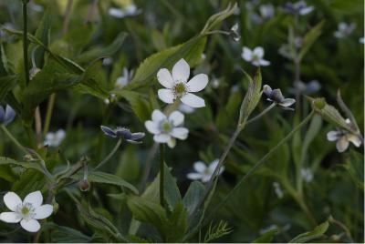 Anemone rivularis (79_1.jpg)