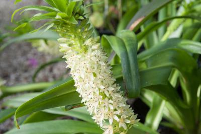 Eucomis comosa 'Playa Blanca' (8031_0.jpg)