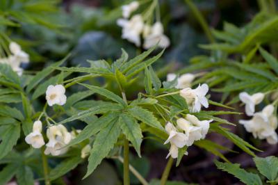 Cardamine heptaphylla (8035_0.jpg)