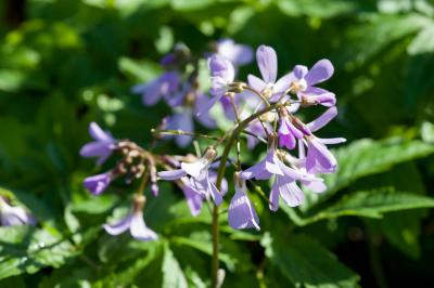 Cardamine quinquefolia (8036_0.jpg)