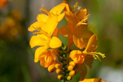 Crocosmia 'Paul's Best Yellow' (8037_1.jpg)