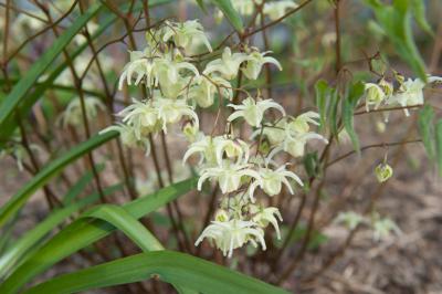 Epimedium grandiflorum 'La Rocaille' (8040_0.jpg)