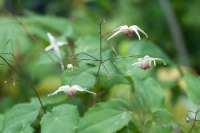 Epimedium 'Domino' (8041_0.jpg)