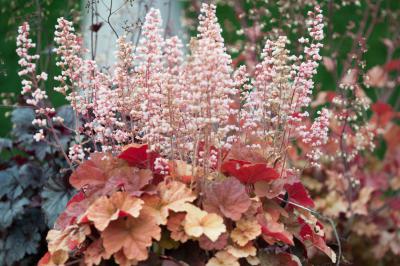 Heuchera 'Pink Pearls' (8043_1.jpg)