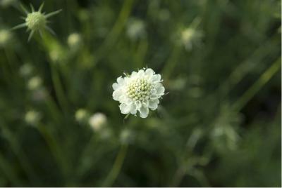 Scabiosa ochroleuca (804_0.jpg)