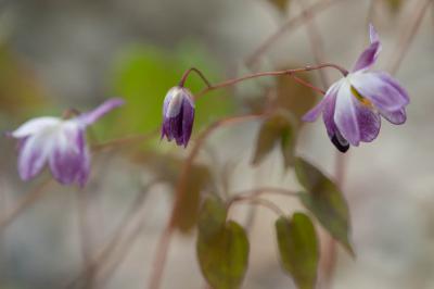 Epimedium  x youngianum 'Merlin' (8072_0.jpg)