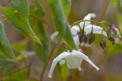 Epimedium grandiflorum 'Wingst' (8073_1.jpg)