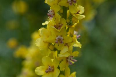 Verbascum 'Christo's Yellow Lightning' (8085_0.jpg)